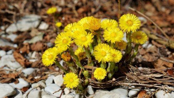 Биолог предупредила об опасности первых весенних цветов Биолог предупредила об опасности первых весенних цветов