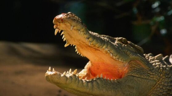 Мужчина спас соседку из пасти аллигатора и получил медаль