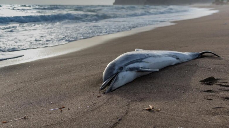 Дельфин на пляже