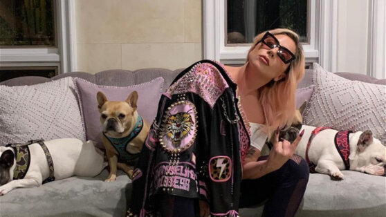 Обвиняемого в краже бульдогов Леди Гаги случайно выпустили из тюрьмы