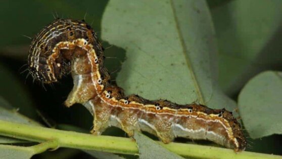 Ученые узнали о вирусе, который заставляет гусениц совершать самоубийство