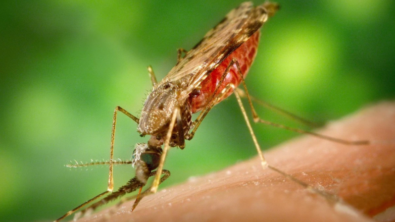 Самка малярийного комара Anopheles albimanus