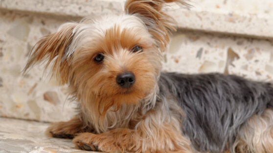 Украденную 11 лет назад собаку вернули хозяйке в США