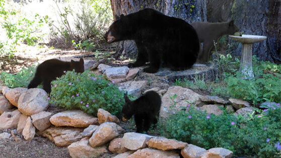 Американец обнаружил под домом 5 медведей
