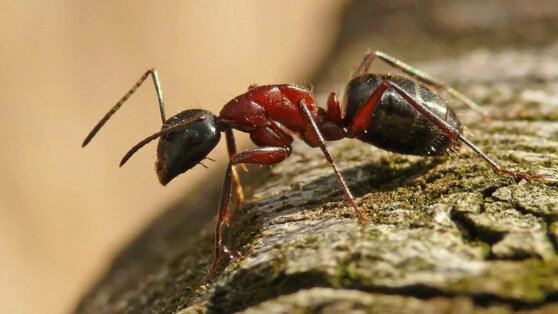 Биолог объяснил, кого может убить укус обычного насекомого