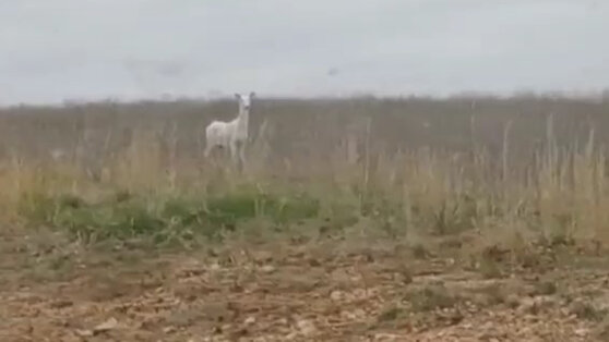 Похож на призрака: в США сняли на видео оленя-альбиноса