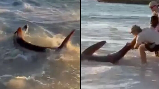 Человек спас акулу-убийцу