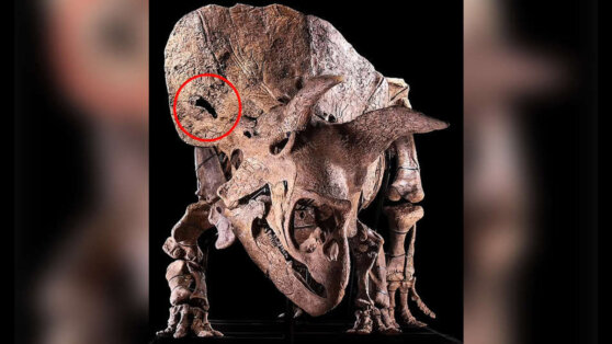 Ученые выяснили, откуда дыра в голове трицератопса Большого Джона