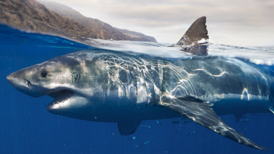 Акула вцепилась в лодку в Австралии