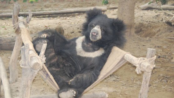 Медведей спасли от жестоких «танцев»