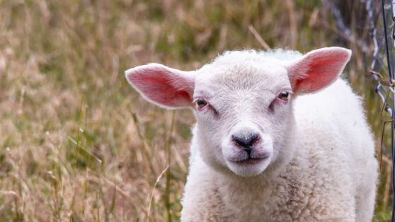 Двух овец посадили в тюрьму в Мексике Двух овец посадили в тюрьму в Мексике