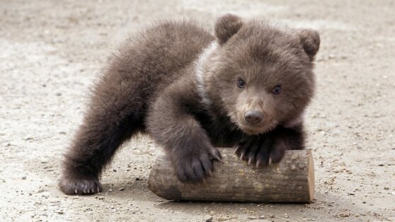 Медвежонок напал на россиянку в зоопарке