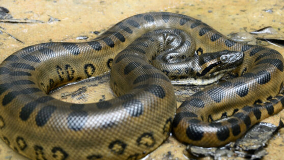 Питон спрятался в унитазе и укусил за ягодицу мужчину