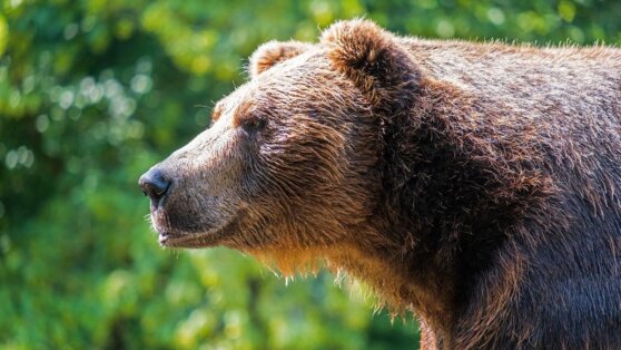 Супруги из США сразились с забравшимся в дом медведем Супруги из США сразились с забравшимся в дом медведем