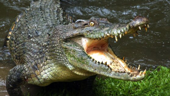 Рыбак сразился с крокодилом, чтобы спасти панамку сына