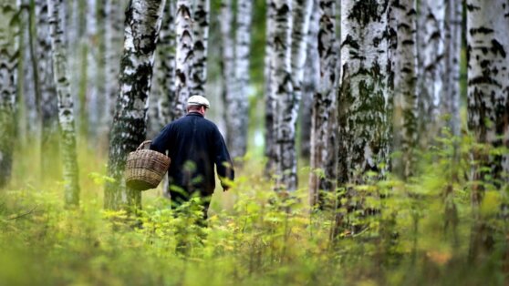 Россиянин нашел редкий гриб со вкусом мяса Россиянин нашел редкий гриб со вкусом мяса