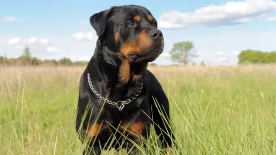 Толстовка спасла 7-летнюю девочку от нападения собаки