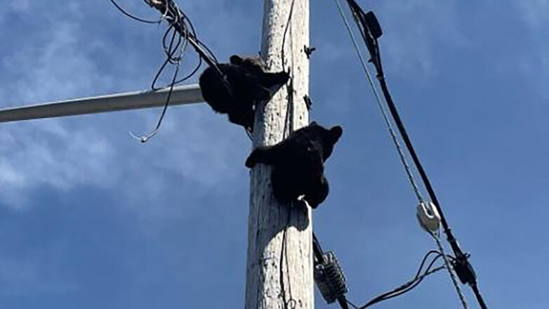Медвежата забрались на электрический столб