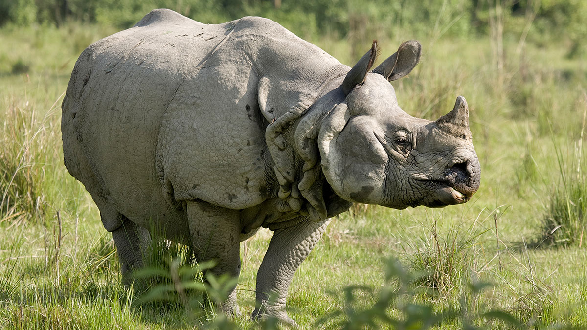 Носороги в Ассаме