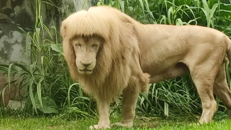 Белый лев с необычной гривой из зоопарка в Китае