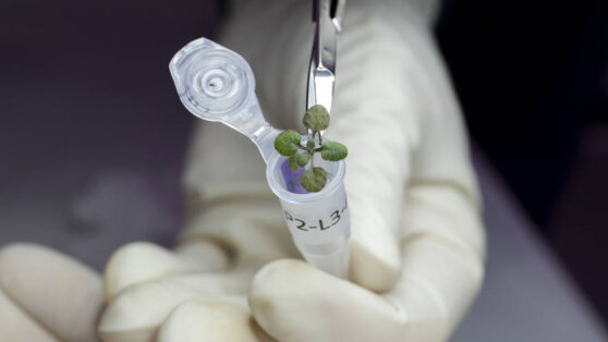 Еду впервые выращивают в лунном грунте