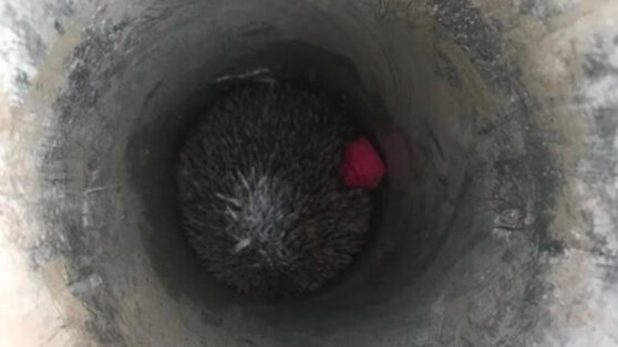 Ежа спасли на футбольном поле