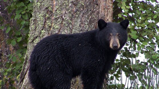 Супруги едва спаслись от преследовавшего их медведя во Флориде