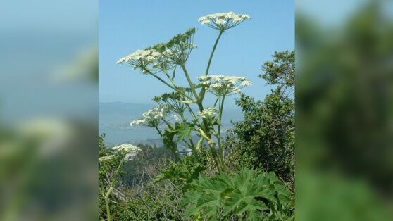Ученые подсчитали, когда Центр России зарастет борщевиком Ученые подсчитали, когда Центр России зарастет борщевиком