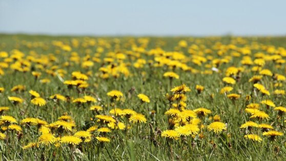 Синоптик назвал сроки возвращения теплой весенней погоды в центр России