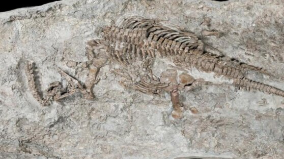 В Чили нашли окаменелость гигантской беременной рептилии