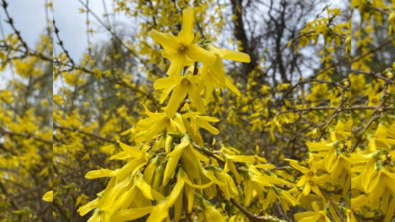 В Москве зацвела форзиция