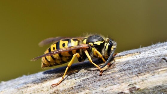 Британка умерла после укуса осы в ресторане