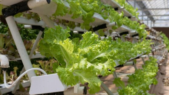 Дачникам рассказали, какие теплицы нужно ставить на кадастровый учет