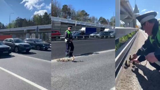 В Москве перекрыли дорогу ради утиного семейства