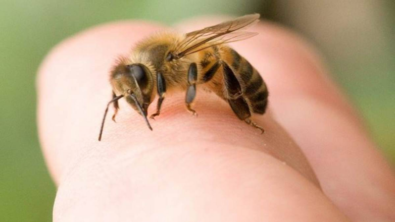 Пчела на руке