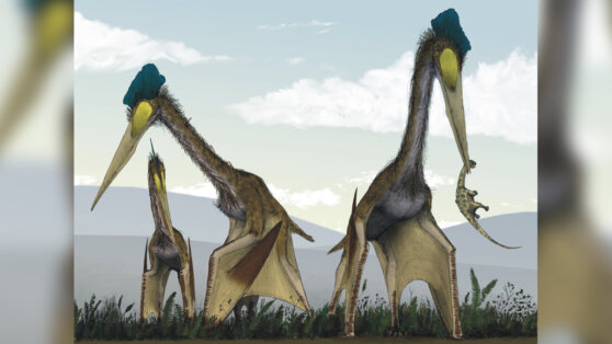 Полет гигантского птерозавра не впечатлил ученых
