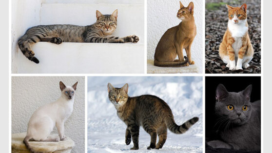 Ученые выявили еще одну способность кошек