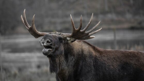 Лосенок едва не остался сиротой из-за заботы местных жителей