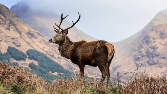 Животные эволюционируют быстрее, чем мы думали