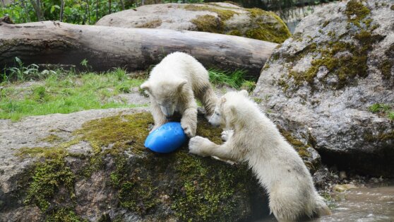 Получены новые данные о полярных медведях в Арктике