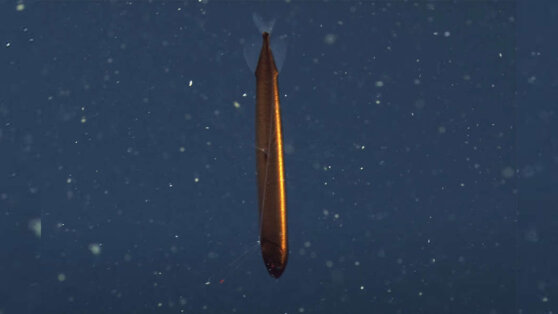 Уникальная рыба-дракон попала в кадр