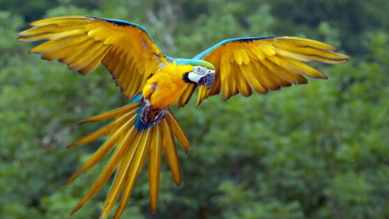 Почему попугаи живут так долго?