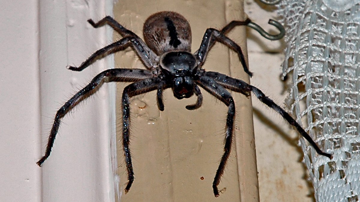 Гигантский австралийский паук охотник