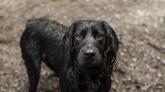 Стала известна кличка новой собаки принца Уильяма и Кейт Миддлтон