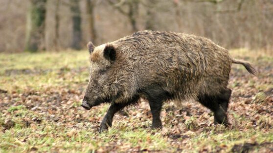 Лучники будут защищать туристов от диких кабанов в Испании