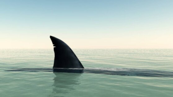 Огромная акула подобралась к туристам на Майорке