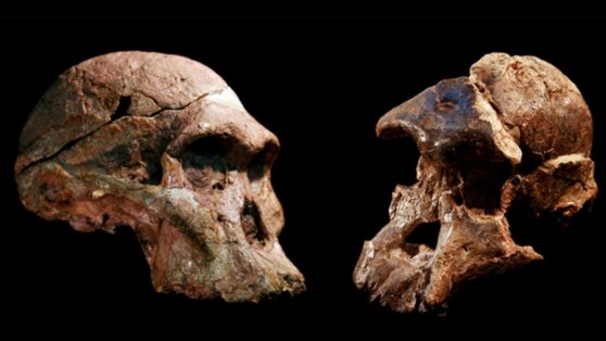 Обнаруженные в Африке останки гоминидов оказались на миллион лет старше
