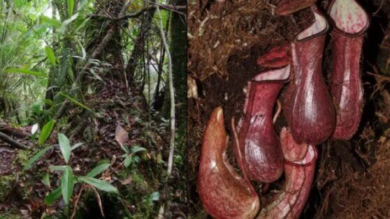 В Индонезии нашли дерево-хищник, которое охотится под землей