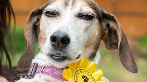 Собака сбежала от хозяев, поучаствовала в выставке и вернулась