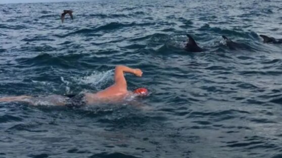 Дельфины спасли пловца от акулы